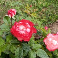 у храма :: Галина R...