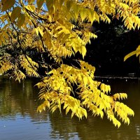 Не едят меня синички, Мышки, ёжики, лисички. :: "The Natural World" Александер