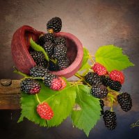 Ежевика,услада для здоровья. :: Галина Левина