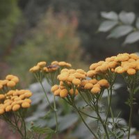 пижма :: Лера 