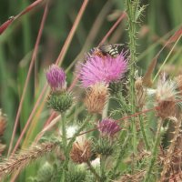 чертополох :: Лера чертополох :: Лера