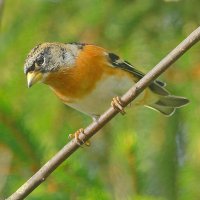 вьюрок осенний... :: Andrey Bragin 