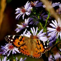 опять бабочки 4 :: Александр Прокудин