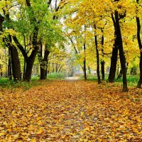 Золотая осень в городе. :: Милешкин Владимир Алексеевич Золотая осень в городе. :: Милешкин Владимир Алексеевич