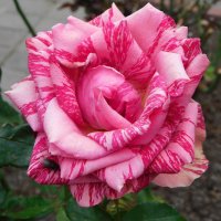 Роза чайно-гибридная Пинк Интуишн :: Наиля 