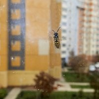 На стекле :: Валерий Иванович