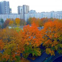 Краски осени :: Ольга Довженко