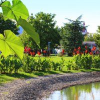 Канны цветут в Сочи Отель Парке :: Татьяна Лютаева
