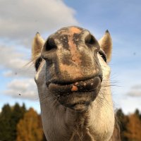 Надменная улыбка Ворона  ну почти до ушей... )) :: Владимир Хиль