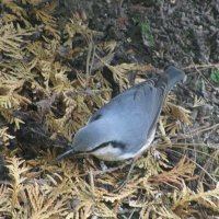 Поползень прилетел :: Людмила Смородинская