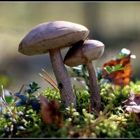 *** :: Aleksandr Gal