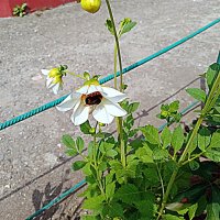 Цветы. :: Владимир Драгунский