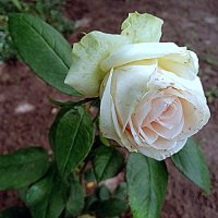 Цветы. :: Владимир Драгунский