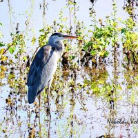Серая цапля :: Николай Волков Серая цапля :: Николай Волков