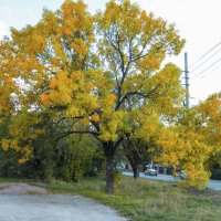 Королева осени :: Валентин Семчишин Королева осени :: Валентин Семчишин