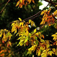 Листики :: Юрий Гайворонскiий