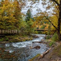 Река Молчепа . Кавказский заповедник кордон "Гузерипль", Адыгея :: Дина Евсеева