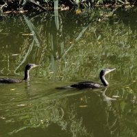 Большой баклан :: Рита Симонова Большой баклан :: Рита Симонова