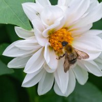 *** :: Виктор Иванович Чернюк