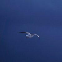 Чайка на море :: Tanya Nikorovskaya