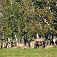 дикий мир осенью :: ИННА ПОРОХОВА