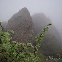 Природа Крыма :: Amazing Cosmea