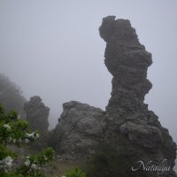 Природа Крыма :: Amazing Cosmea