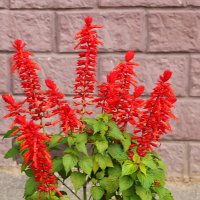 Цветы у дома - Сальвия красная :: Светлана 