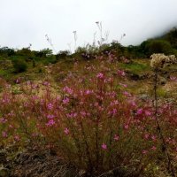 На границе с Абхазией :: Tata Wolf