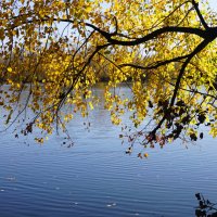 Ветка Осени :: Наталия Григорьева