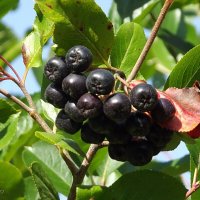 Черноплодная рябина :: Freddy 97