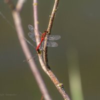 Sympetrum sanguineum :: Игорь Сарапулов Sympetrum sanguineum :: Игорь Сарапулов