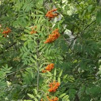 Рябинушка :: Freddy 97