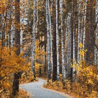 Золотая дорога осени. :: Сергей Адигамов