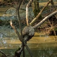 О ветках и деревьях... :: Николай Гирш О ветках и деревьях... :: Николай Гирш