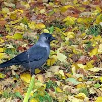 На ковре из жёлтых листьев... :: Елена На ковре из жёлтых листьев... :: Елена