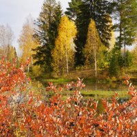 Цвета осени :: Сергей Ц