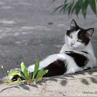 Кошечка- арлекин :: Светлана Ищенко