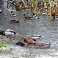 Гадкий утенок :: Maria Rainer