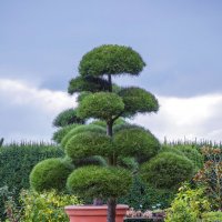 Японская сосна :: Светлана Ищенко