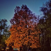 **** :: Алексей Архипов