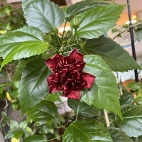 Гибискус :: Дмитрий Никитин