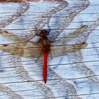 Молодая стрекозка вылетела на солнышко.. :: Aida10 