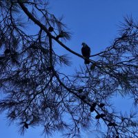 Голубь на ветке. :: Любовь 