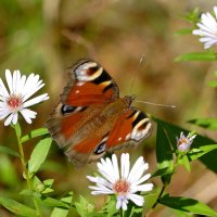 опять бабочки 9 :: Александр Прокудин