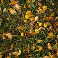 Опавшие листья берёзы :: Александр Синдерёв