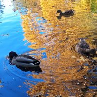 Утки :: Сапсан 