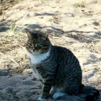 *** :: Наталья Герасимова