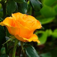 Роза в октябре. :: Милешкин Владимир Алексеевич 