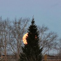 Суперлуние :: Любовь Сахарова